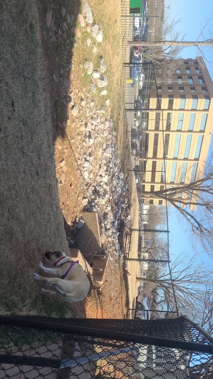 Lincoln at Central park Dog park