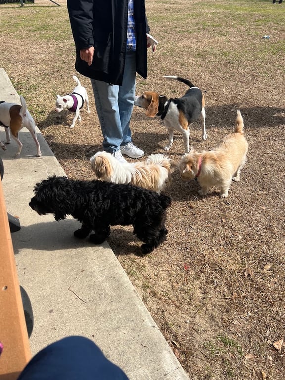 Lexington Paw Park (members only)