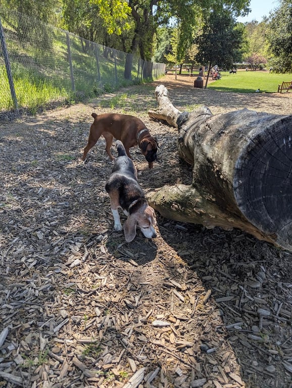Hap Magee Ranch Dog Park