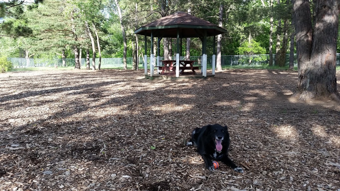 Buster Park- A Playground for Dogs