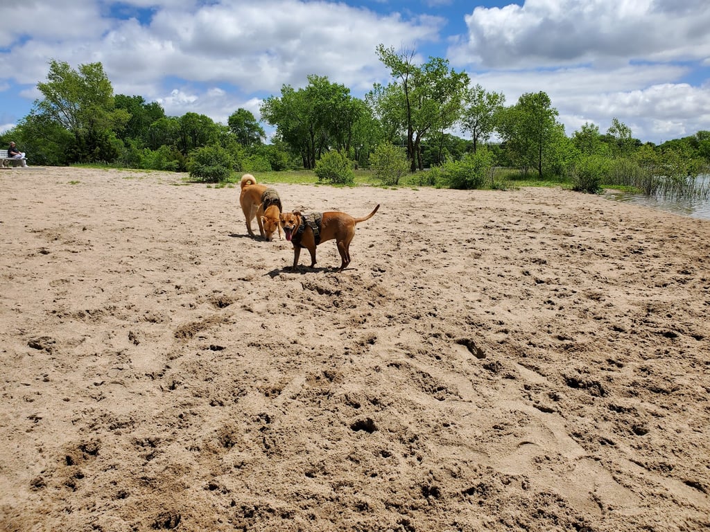 Dog Island
