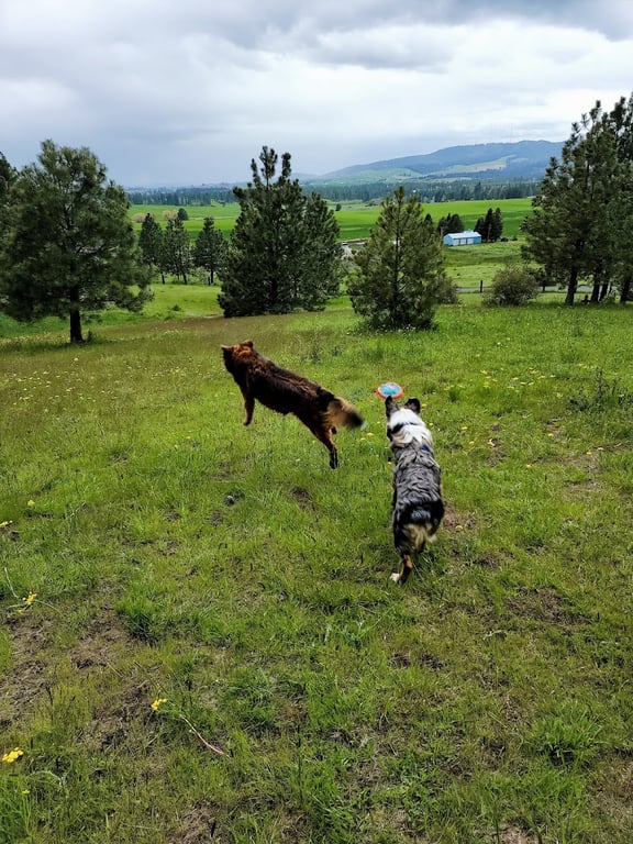 Dawn to Dusk Doggy Domain Private Dog Park- By Reservation Only