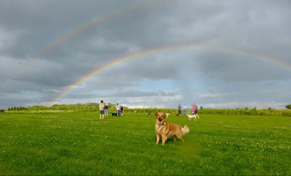 Capital Springs Dog Park