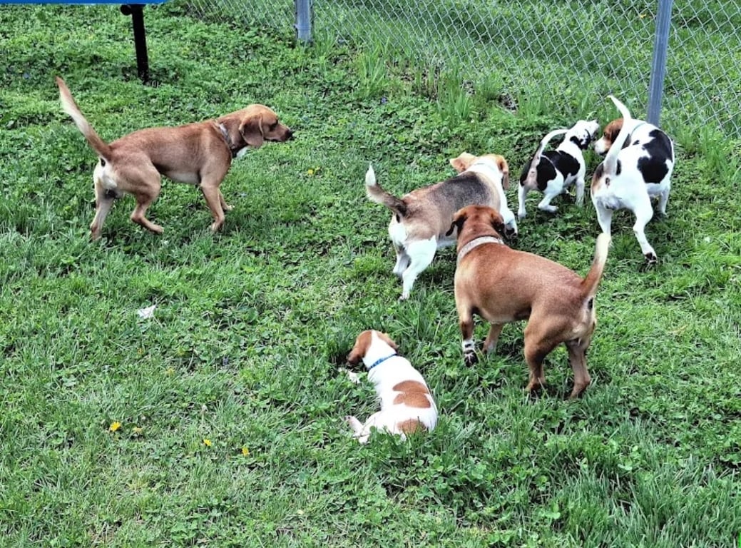 Cotton Mill Dog Park