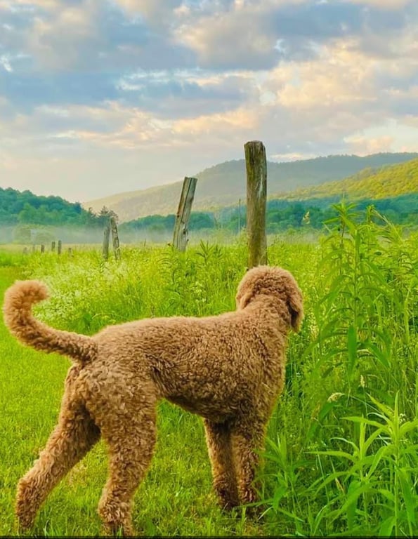 Brook Run Dog Retreat