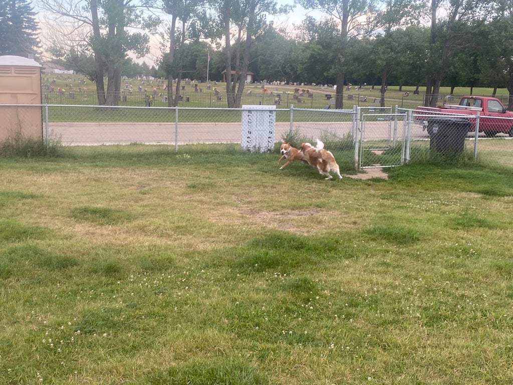 Dog Park