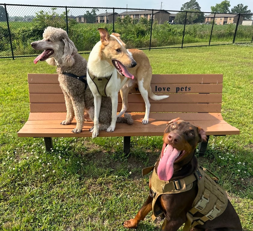 Skye’s Dream Dog Park