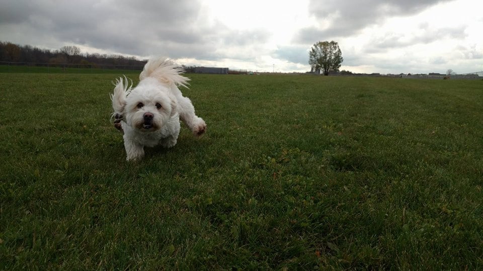Pepi’s Playground