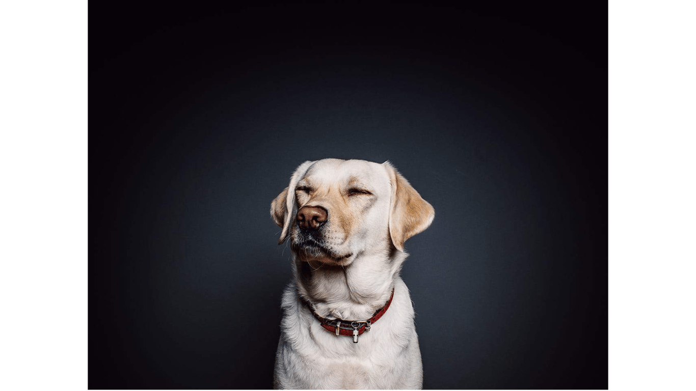 Hounds Lounge Pet Resort and Spa – Riverdale