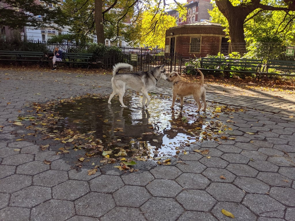 Stuyvesant Park Dog Run