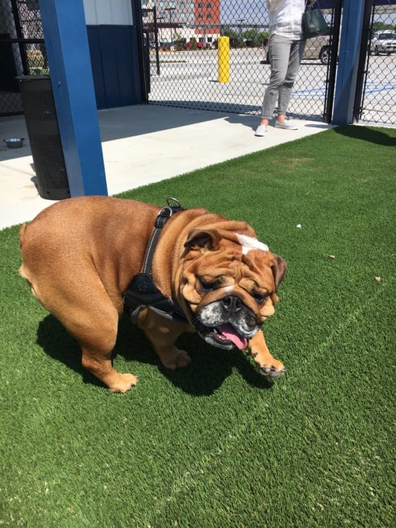 FastLane Pup Park