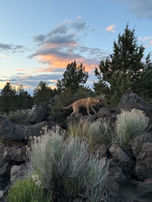Pine Nursery Dog Park