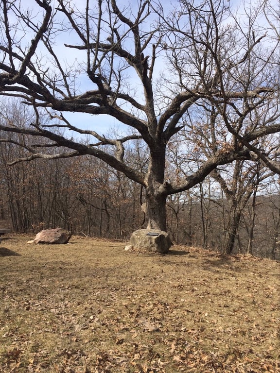 Prayer Tree