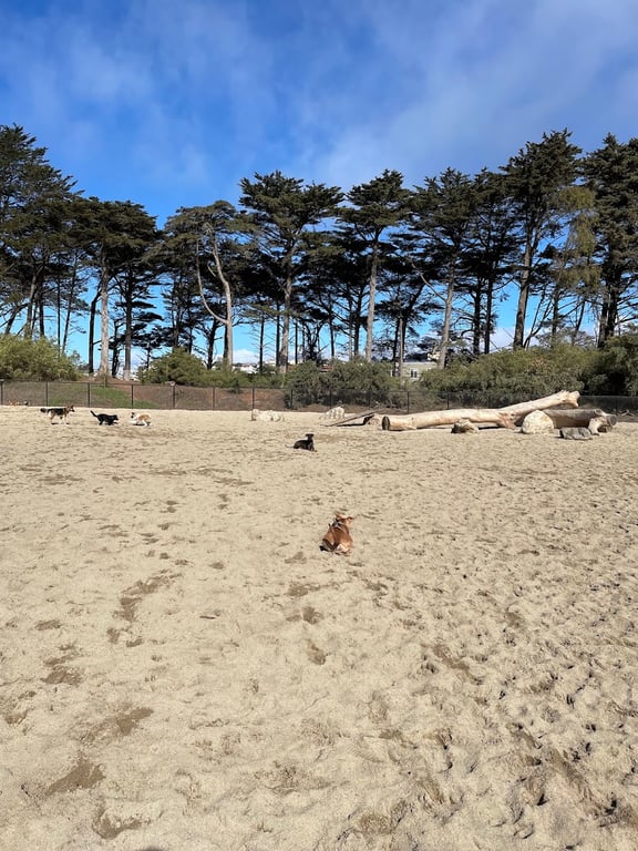 Golden Gate Park Dog Training Area
