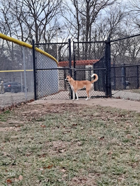 All Bark Village