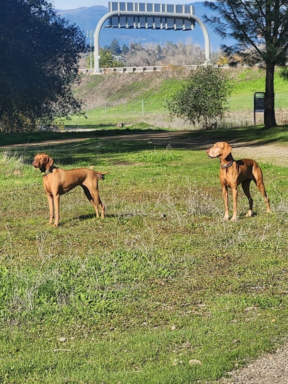 Turtle Bay East Open space