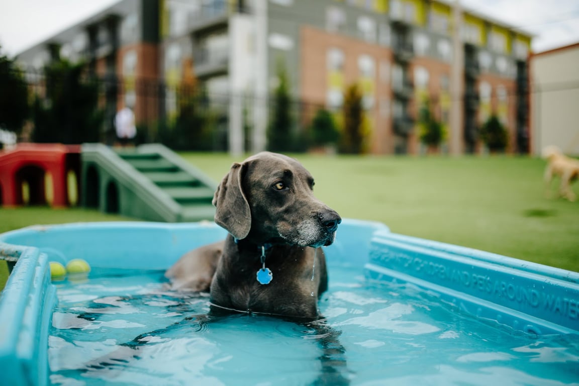 9th Street Barking Lot: An Urban Dog Daycare