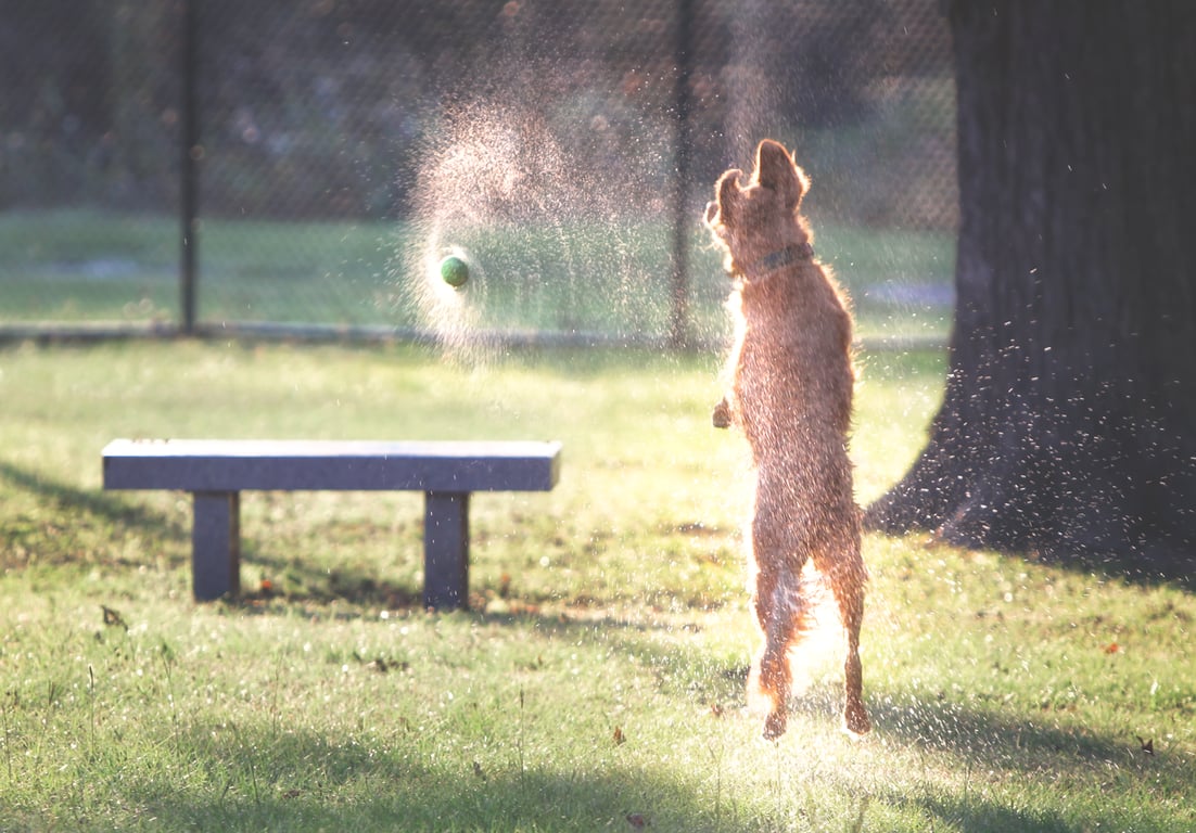 NOMA (North Main) Bark Park – Members only