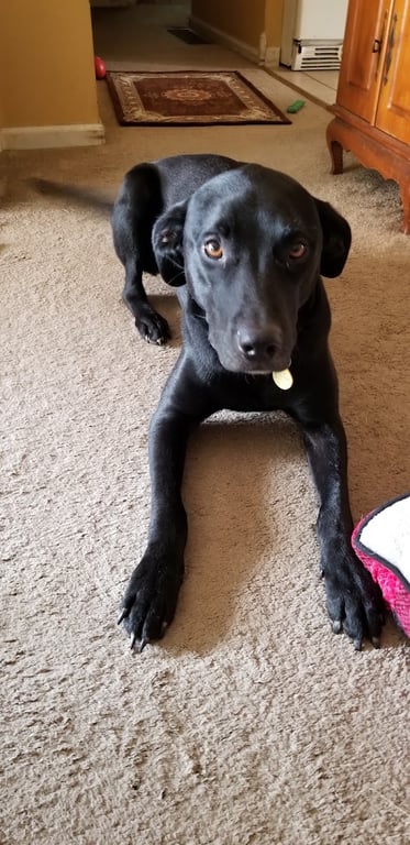 Bond County Humane Society