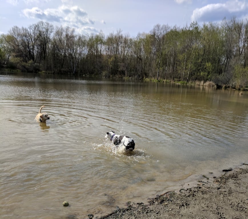 Alimagnet Dog Park