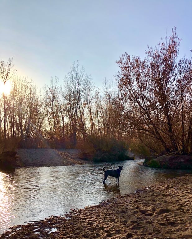 Cherry Creek Dog Park