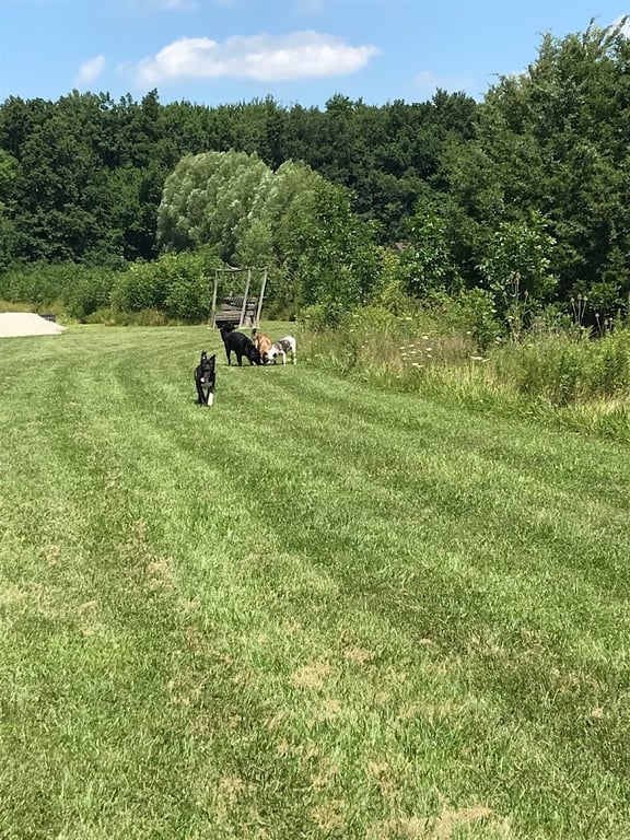 Tom Harvey Memorial Dog Park