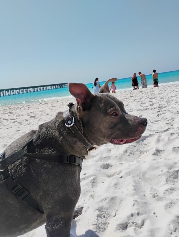 Dog Beach at Pier Park Panama City Beach