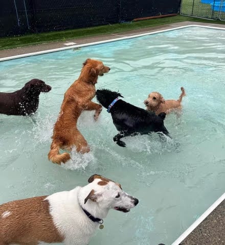 Fun Play Bark Lodge