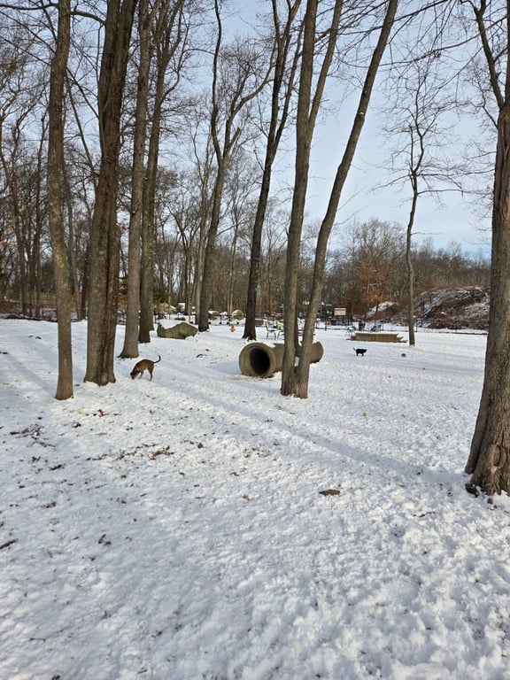Randolph Dog Park