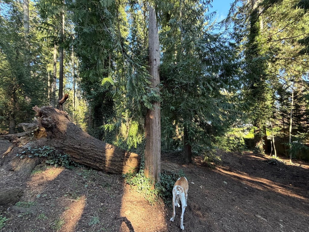 Viking Park, Off-leash Dog Park