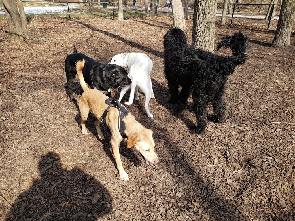Rockford Dog Park