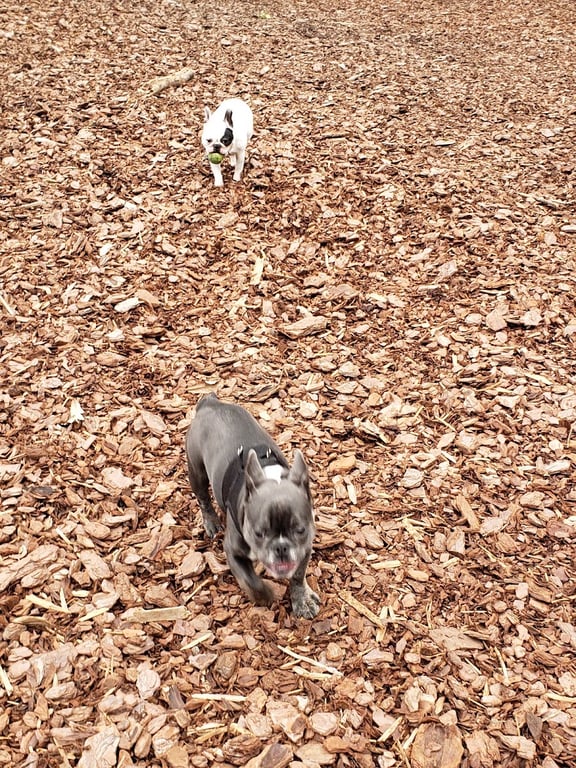 Mason Mill Dog Park