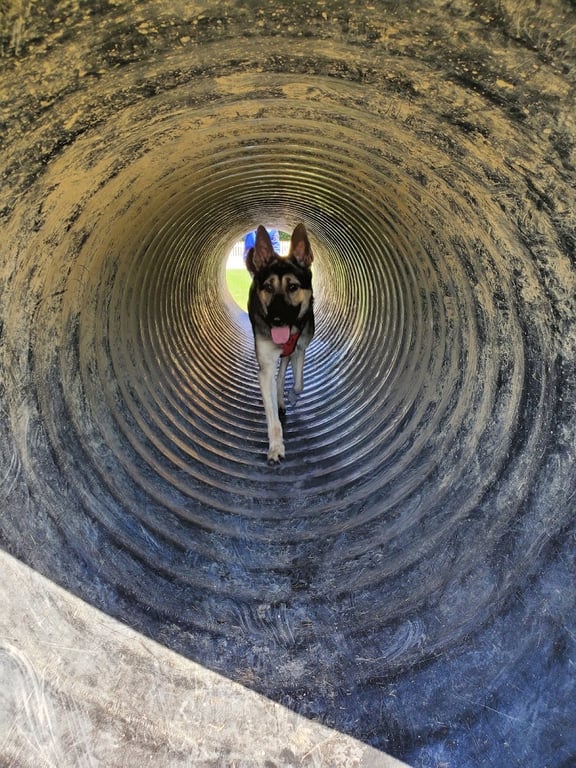 Darree Fields Dog Park