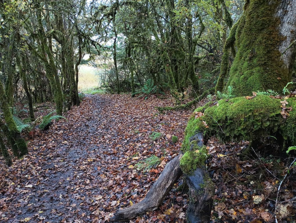 Off-Leash Dog Area