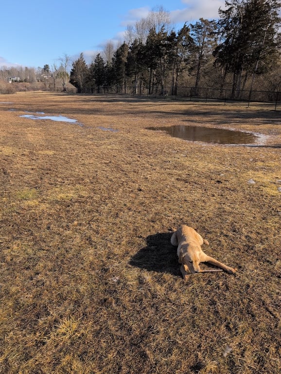 Berlin Dog Park (Leash Free Area)