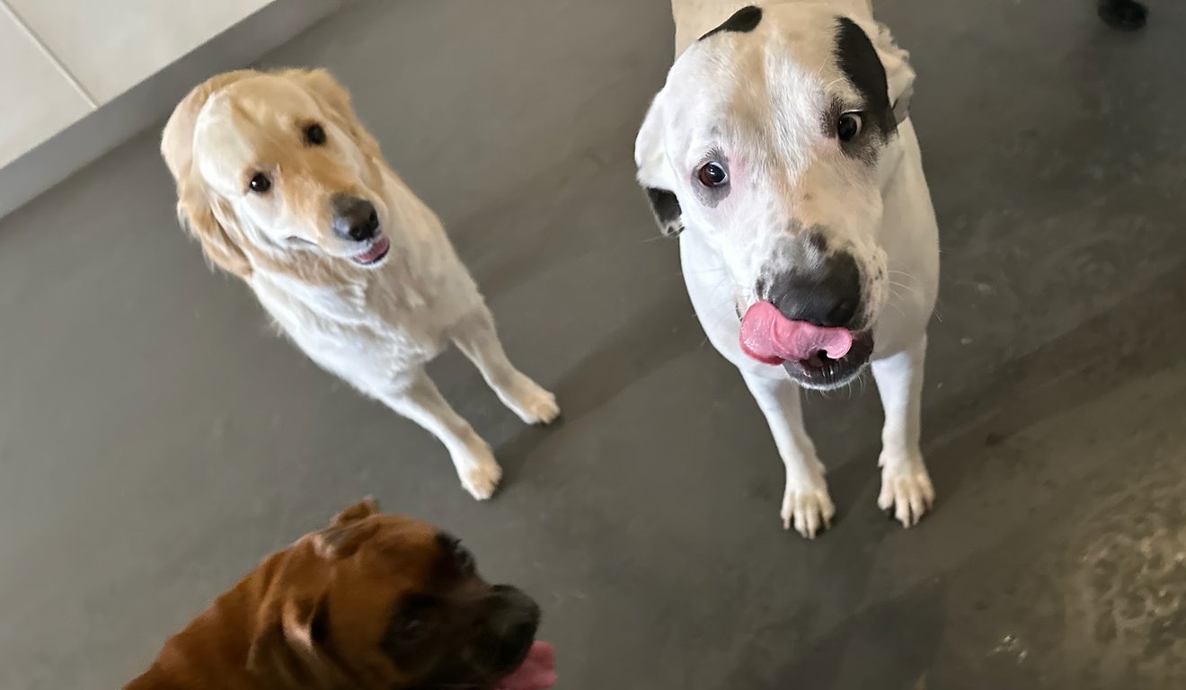The PawGround