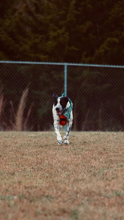 Weston Bend Dog Park