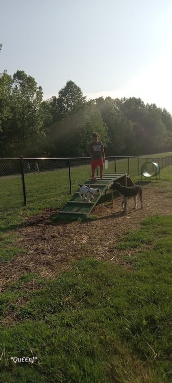 Cane Creek Dog Park