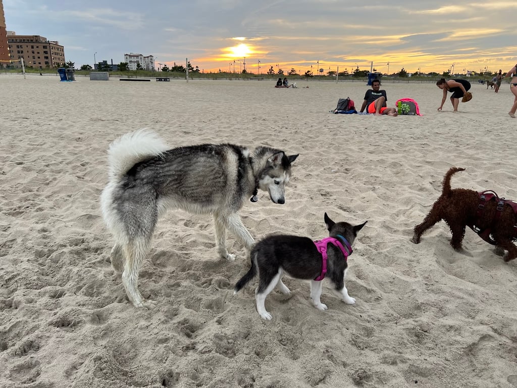 Asbury Park Dog Beach