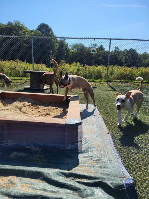 Pawsitive Play, LLC