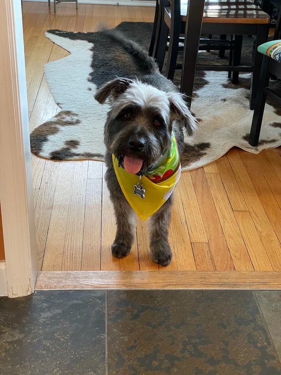 Benld Adopt-A-Pet