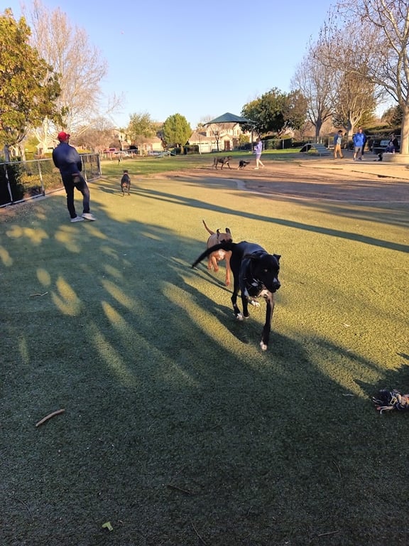Kings Dog Park
