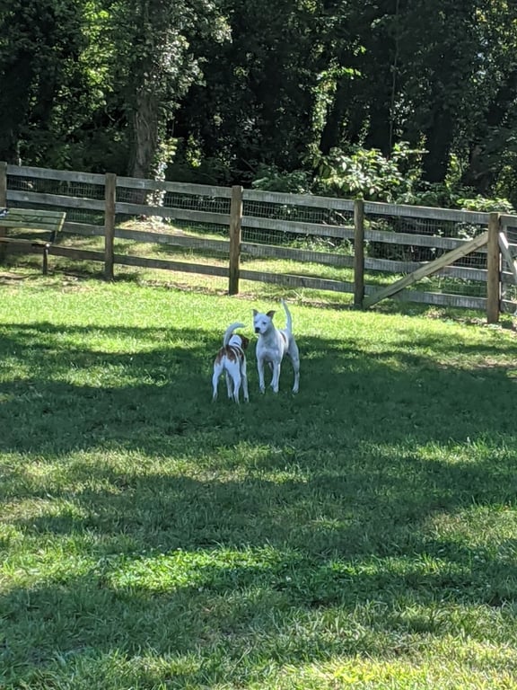 Warrenton Dog Park