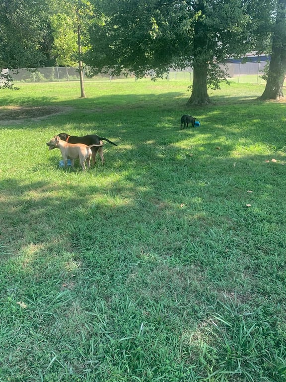 Waggertail Dog Park