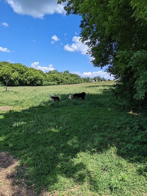 Bloomington Off-leash Dog Park