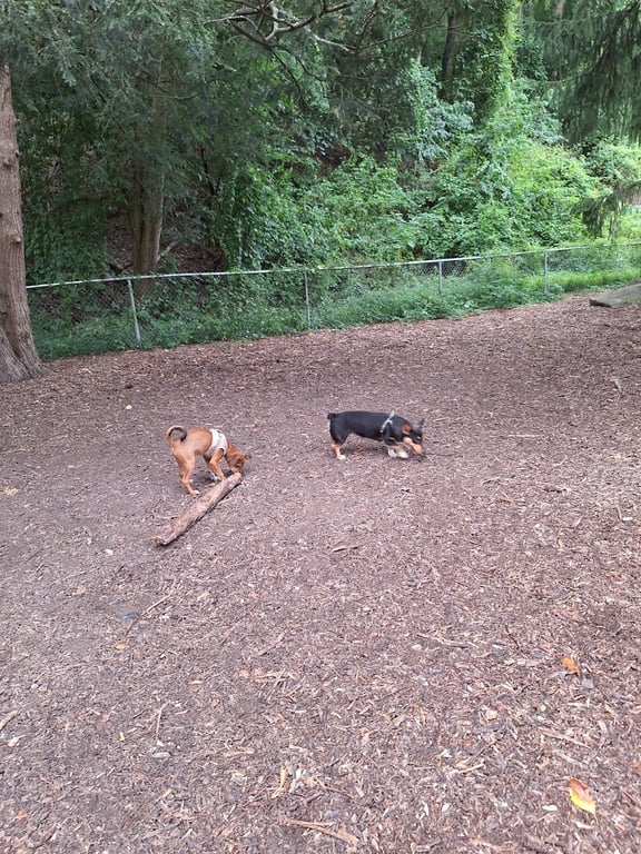 Joplin Dog Park