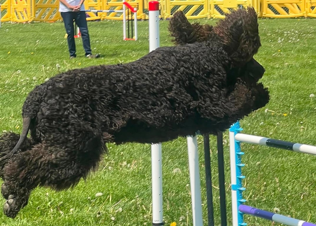 Dogs On The Run Training Club