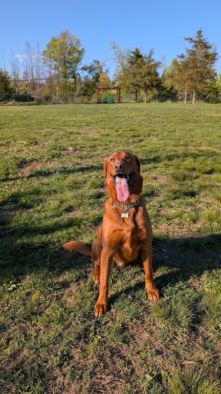The Hunterdon County Off-Leash Dog Area