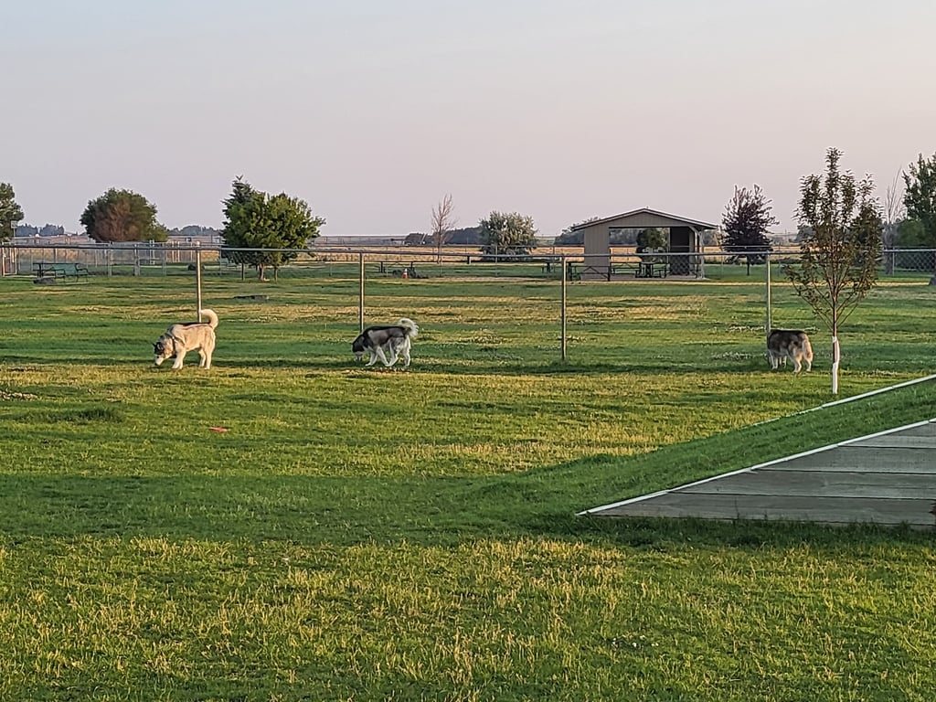 Dog Park