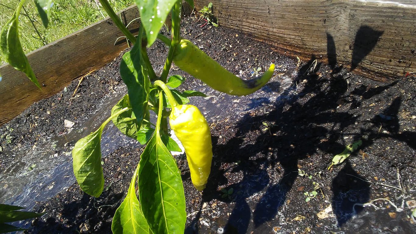 C.O.L.A. Victory Garden